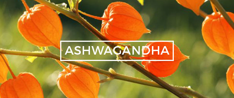 Ashwagandha Adaptogen