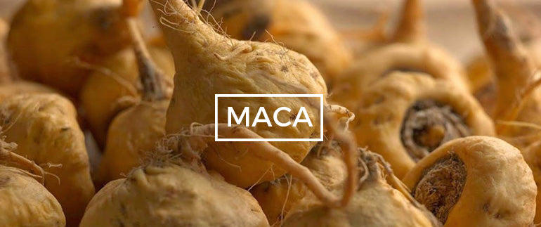 Maca