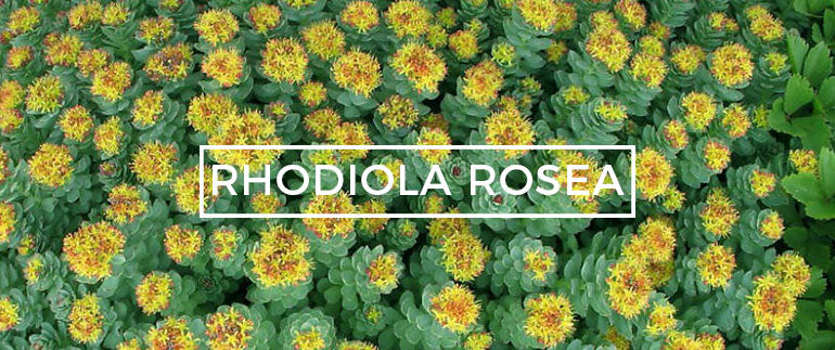 Rhodiola Rosea Adaptogen